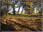 foto Alle pendici del Monte Grappa in Autunno